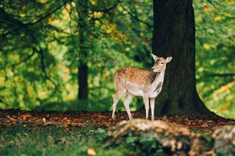 Mød dyrene i Marselisborg Dyrehave